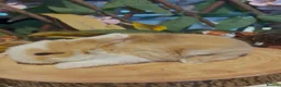 Mini Lop rabbits for sale: Pure bred mini lops - Advert 3