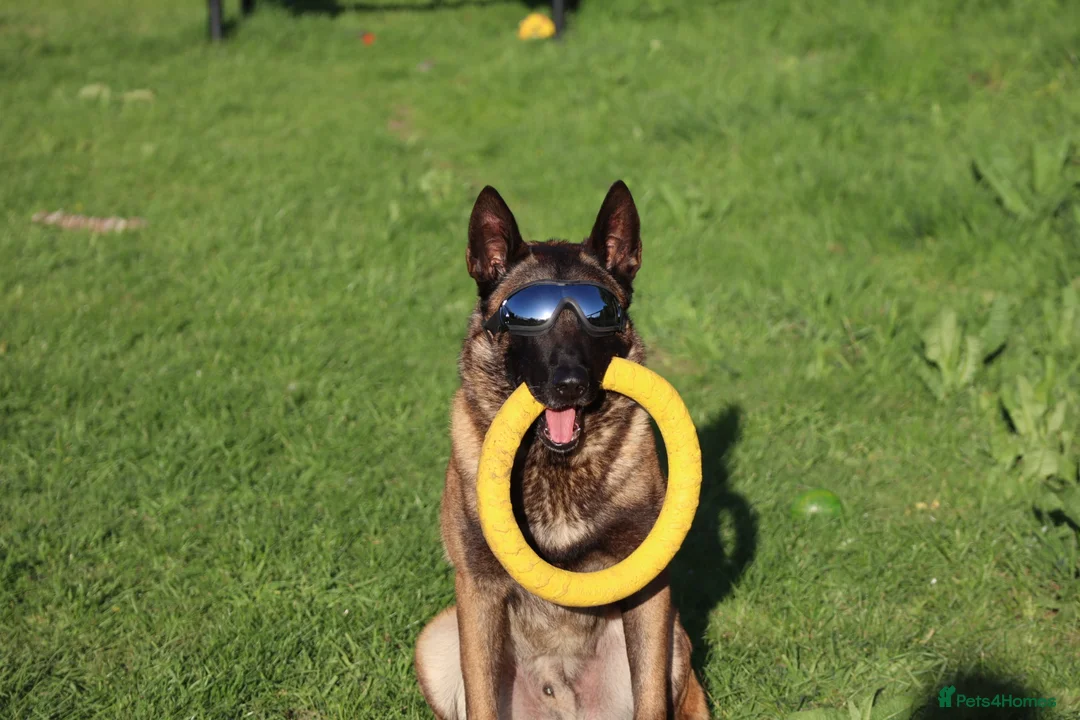 Belgian Shepherd Dog dogs for stud: CHANCE MR3 Vice Champion PSA2 at STUD - Advert 4