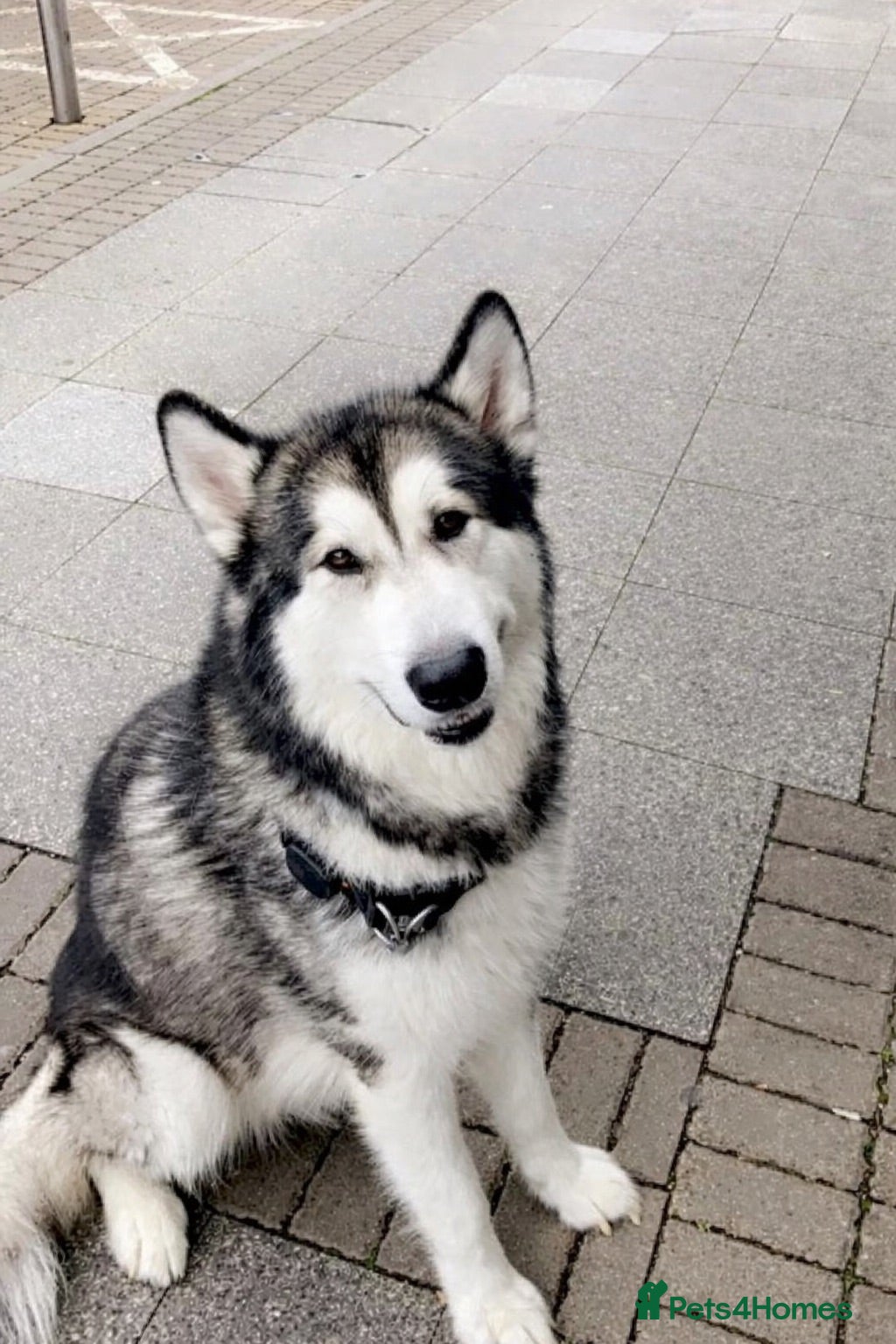 Alaskan Malamute dogs Lovable Alaskan malamute needing a new home - Advert 2