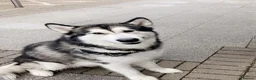 Alaskan Malamute dogs for sale: Lovable Alaskan malamute needing a new home - Advert 1