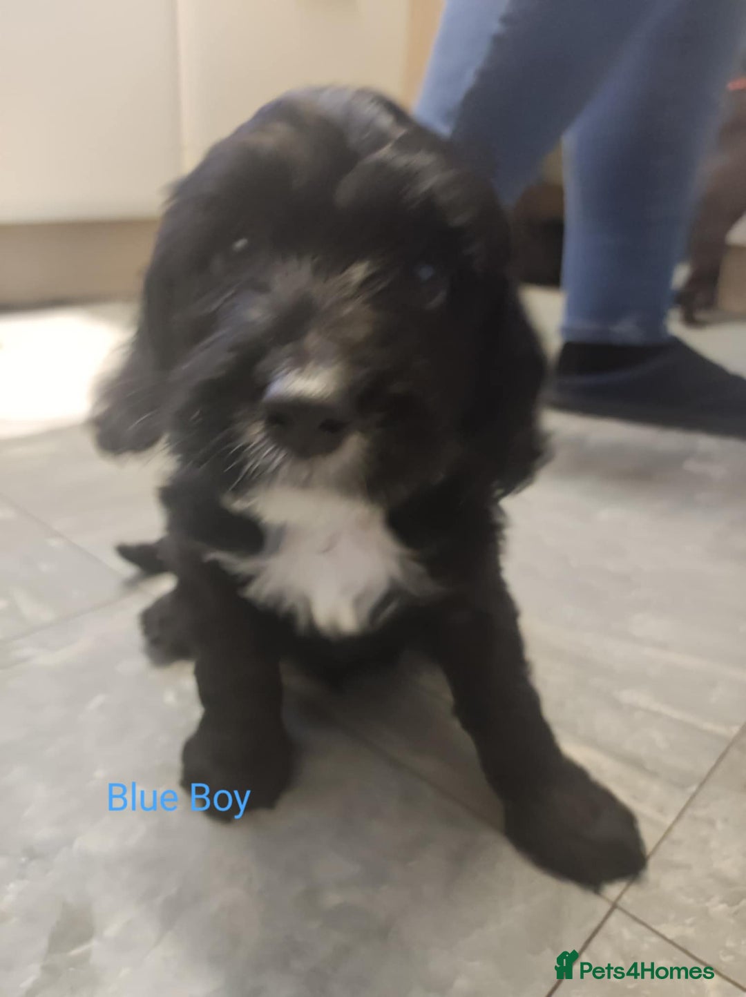 Mixed Breed dogs for sale: Sprockerpoo - Image 11