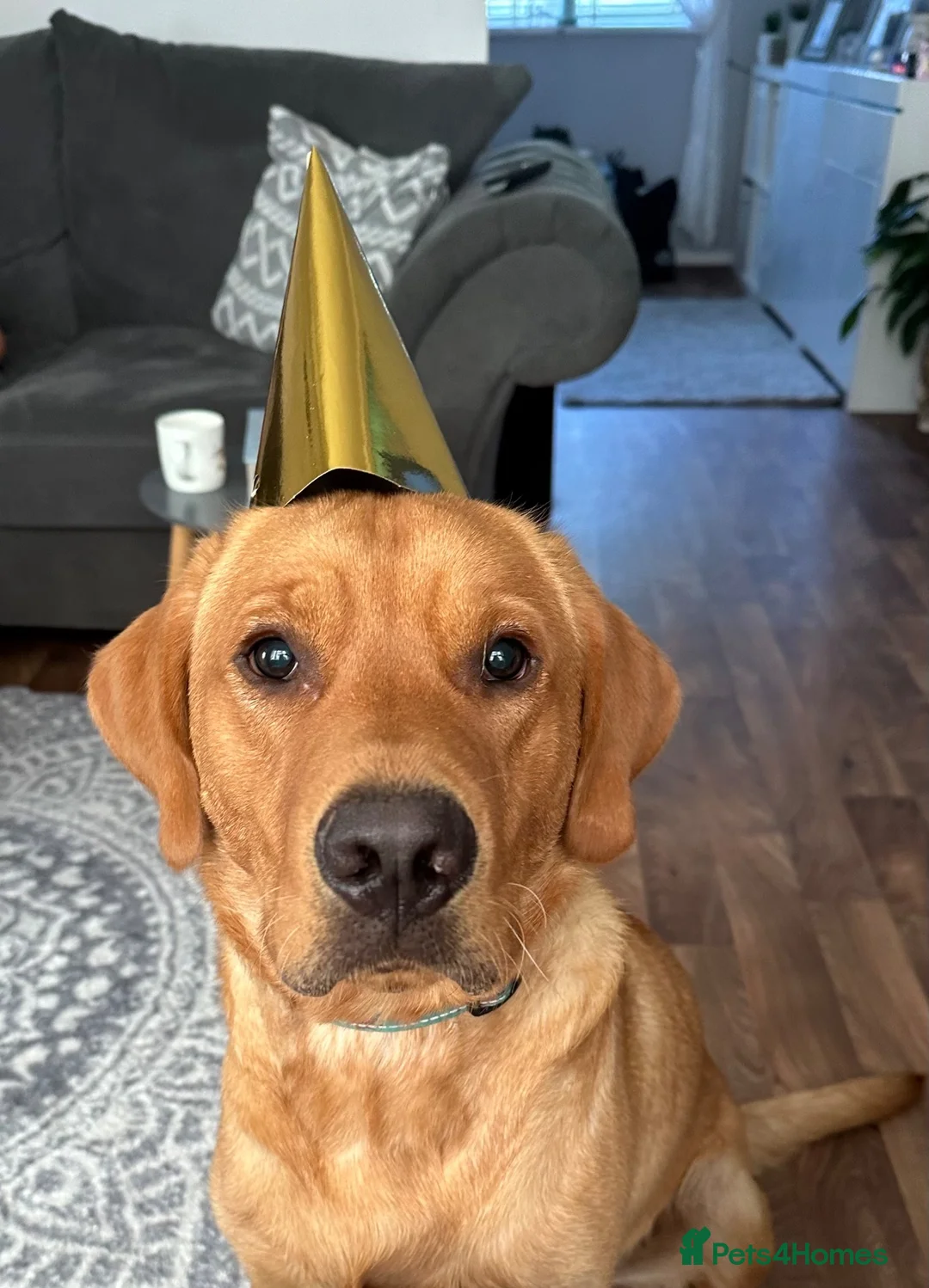 Labrador Retriever dogs for sale: 14 month old intact male labrador  in Emsworth - Advert 4