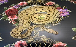 Python Snake reptiles for sale: Selection of royal pythons  - Image 1