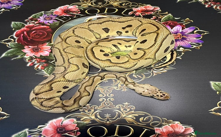 Python Snake reptiles - Advert 1