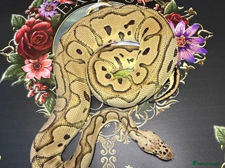 Python Snake reptiles - Advert 4