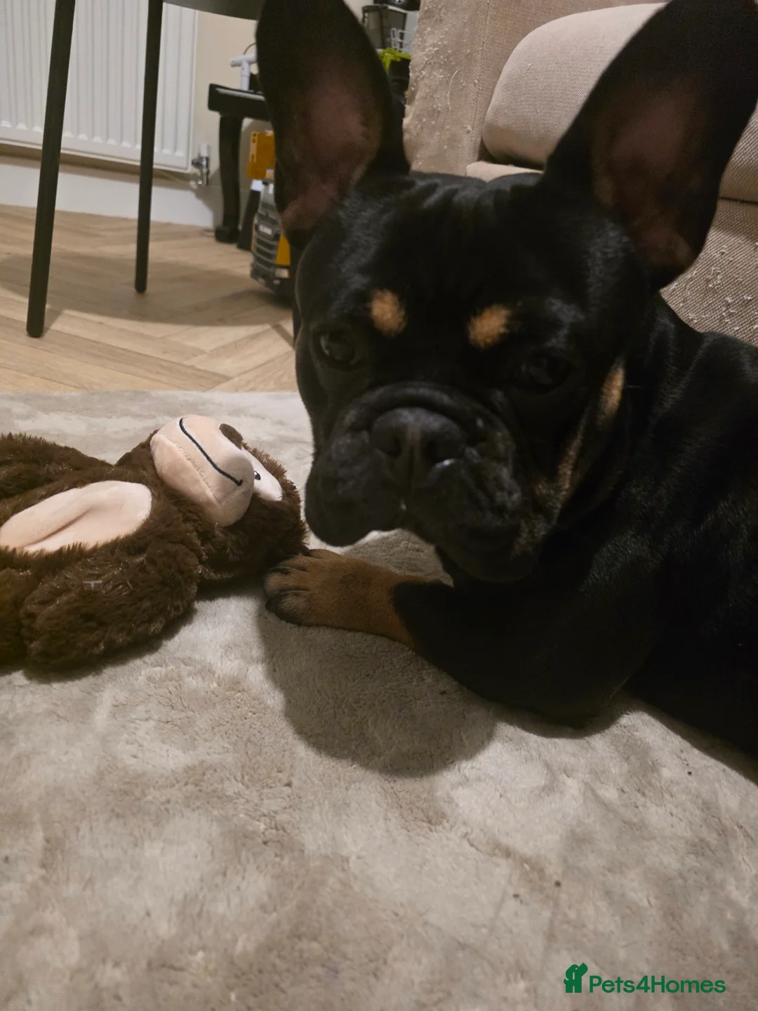 French Bulldog dogs for sale: Loving French Bulldog For Rehoming - Advert 2