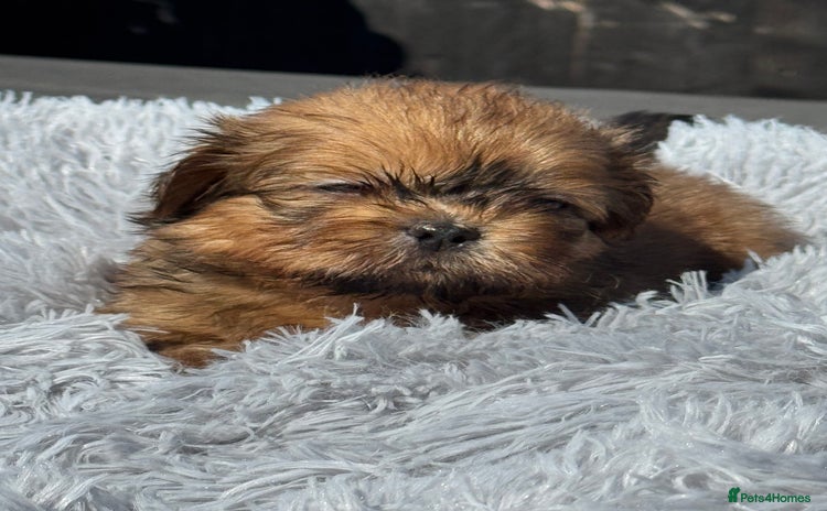 Shih Tzu dogs - Advert 1