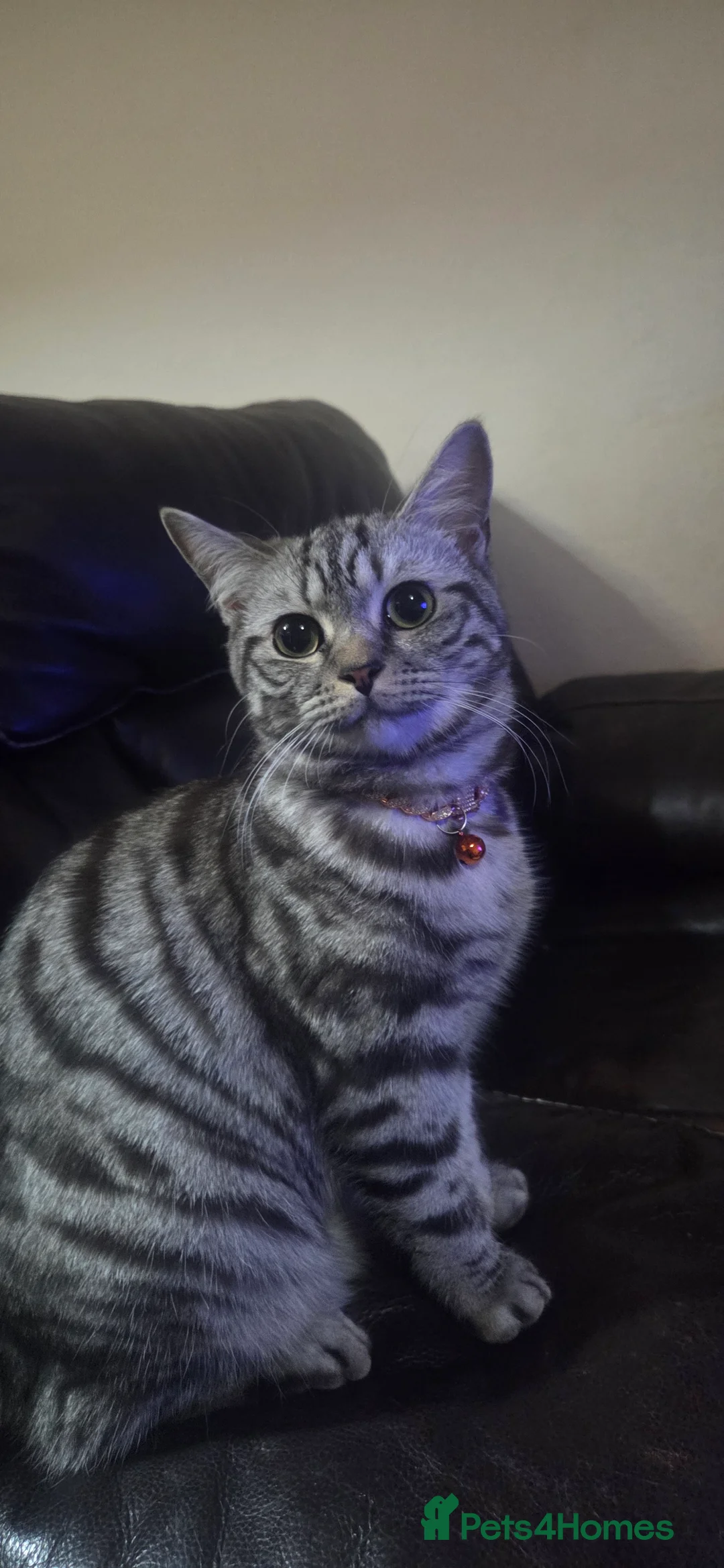 British Shorthair cats for sale: Pedigree British Short Hair/Scottish Fold - Advert 2