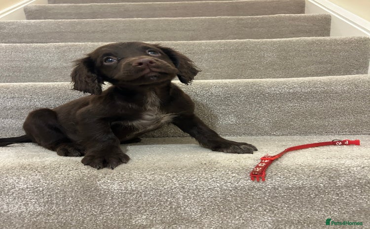 Sprocker dogs - Advert 15