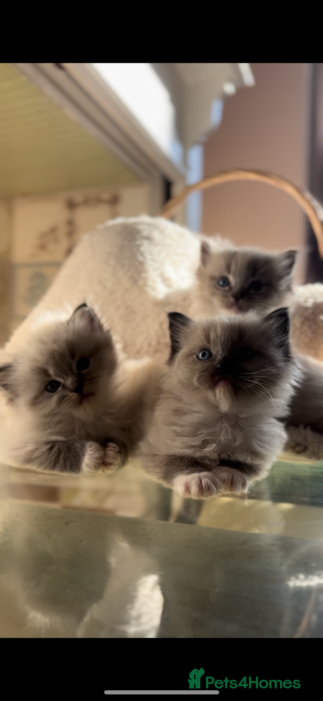 Ragdoll cats for sale: 🌟TICA🌟Champion Ragdoll🏆🏆🏆 - Image 3