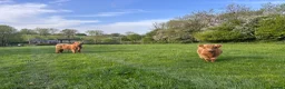 Cows & Bulls livestock for sale: Highland bull for sale - Advert 3