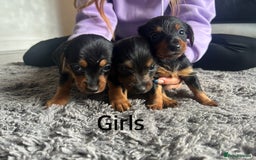 Mixed Breed dogs for sale: Miniature Dorkies - Image 11