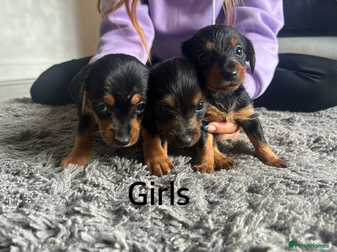 Mixed Breed dogs for sale: Miniature Dorkies - Image 11