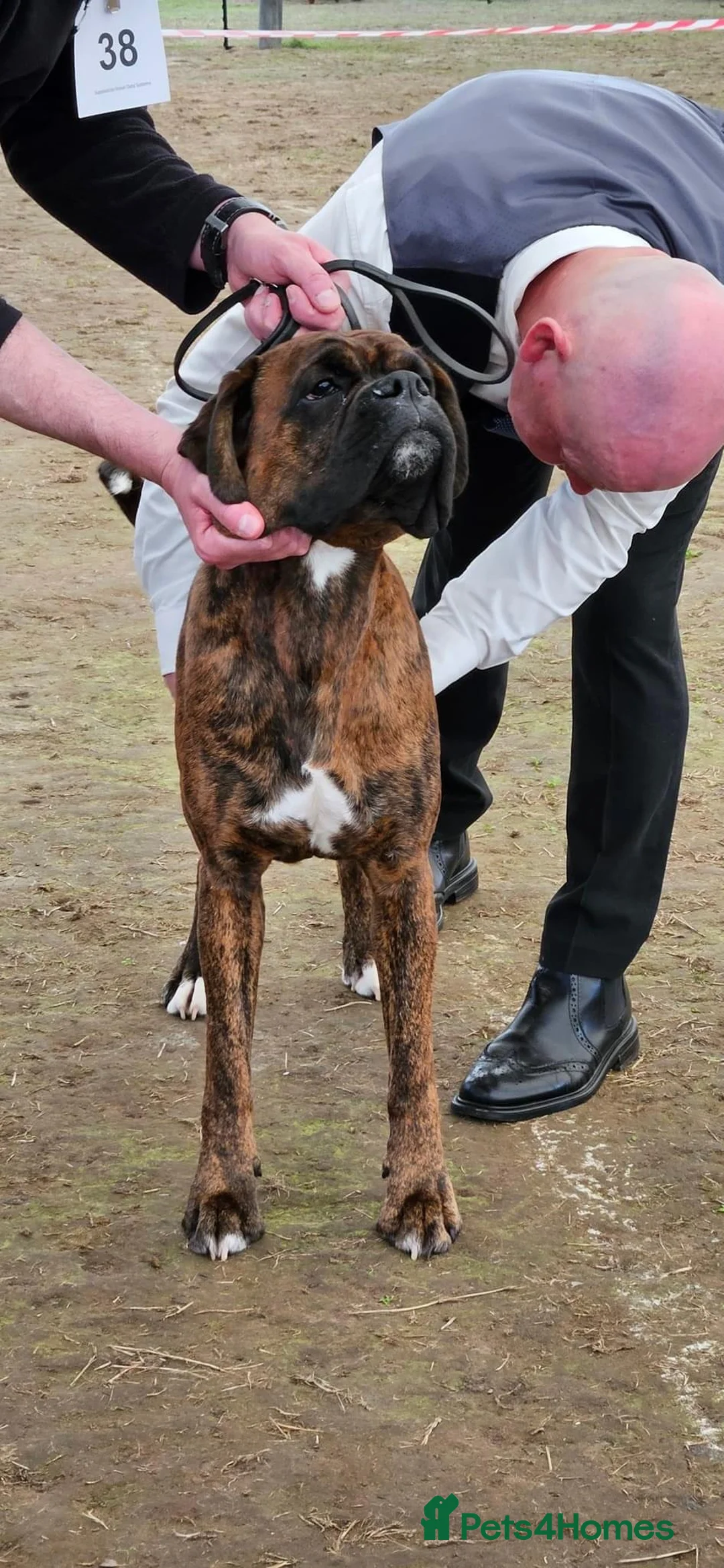 Boxer dogs for stud: Champion lined boxer for stud in Colwyn Bay - Advert 8