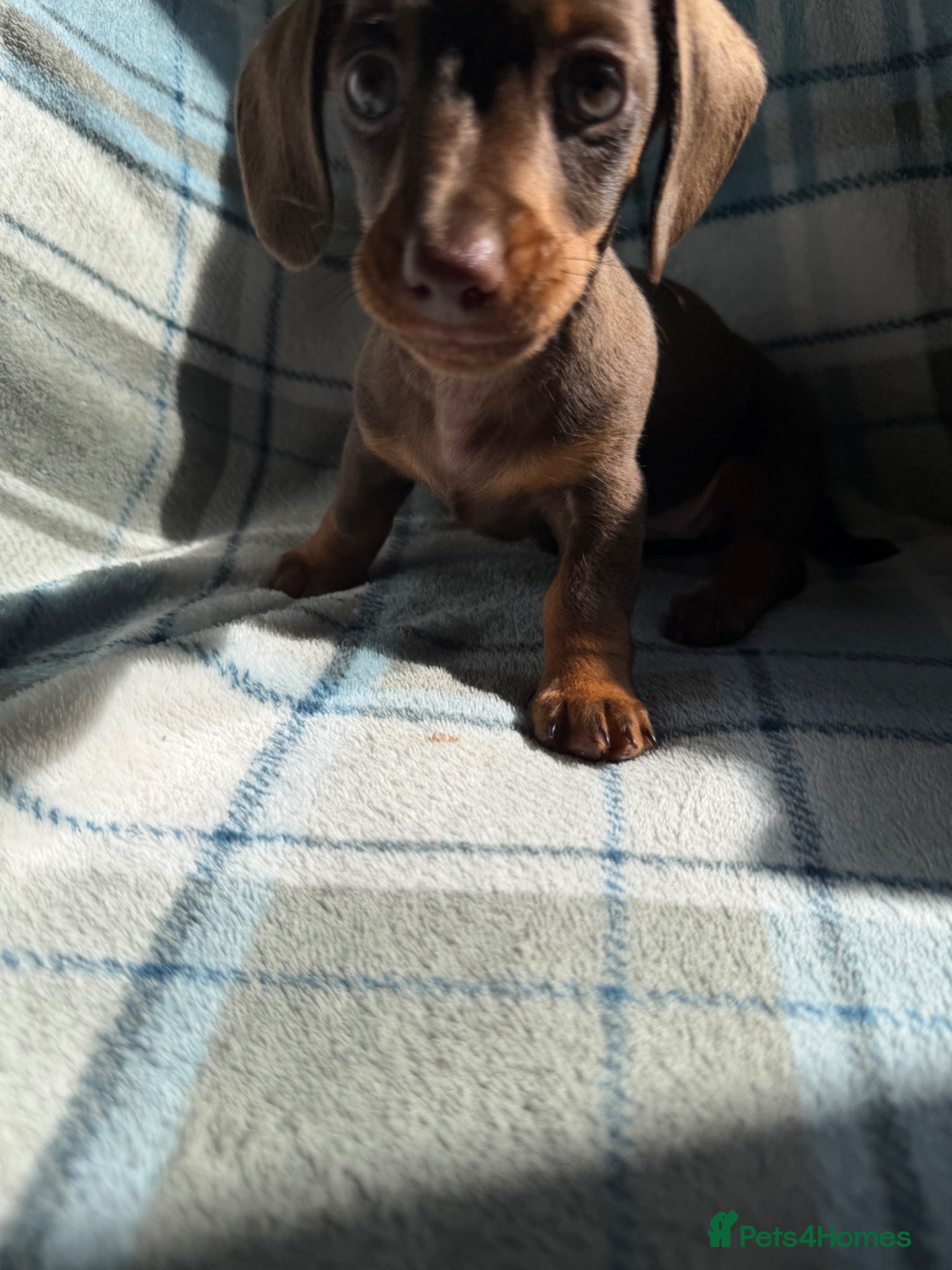 Dachshund dogs for sale: Miniature Dachshund Puppies  - Advert 14