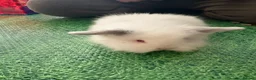 Lionhead rabbits for sale: Baby double main lionhead bunnies for sale  - Advert 3