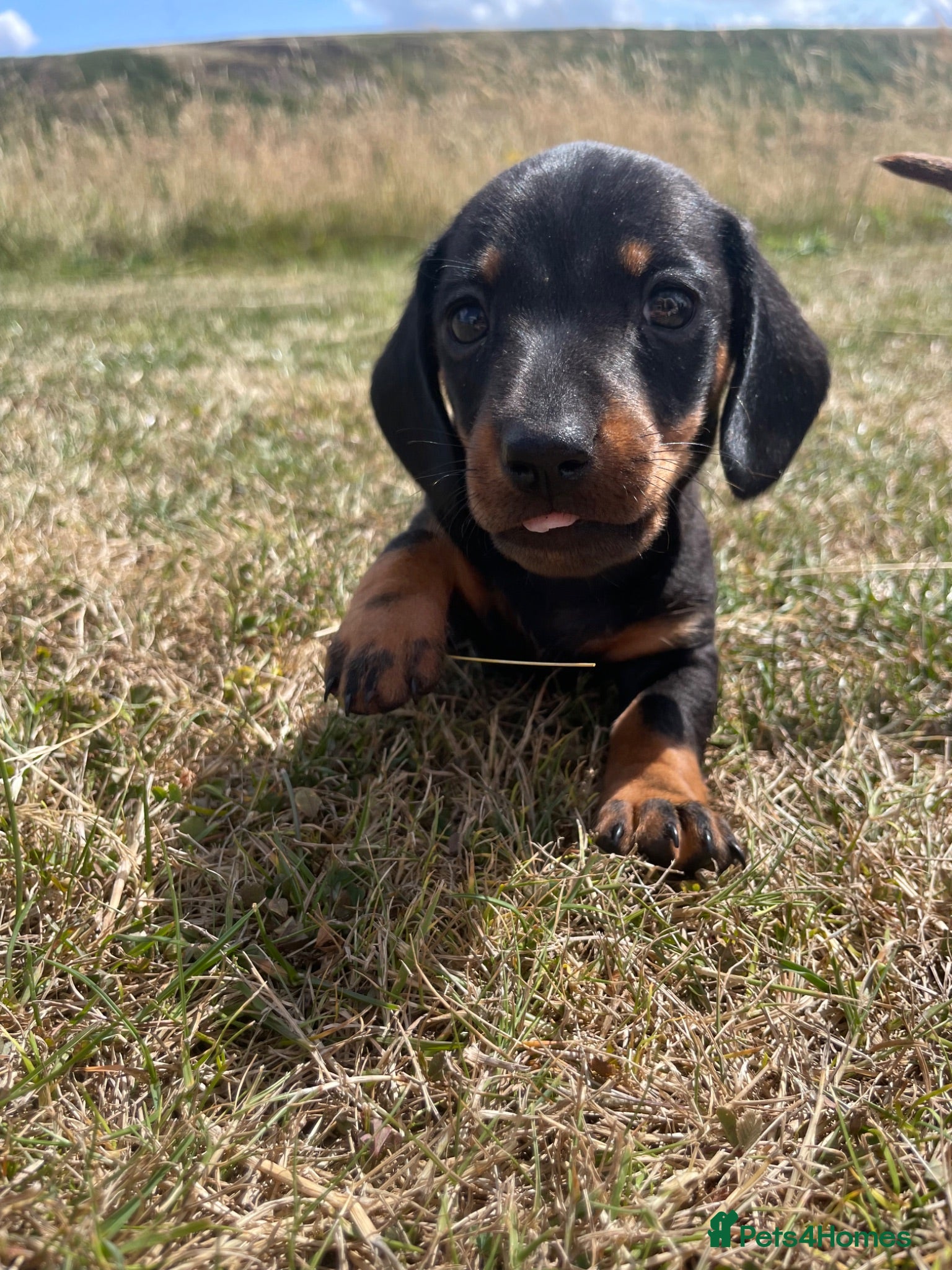 Miniature Dachshund dogs One Beautiful Black and Tan boy left  - Advert 2