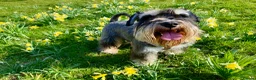 Miniature Schnauzer dogs for stud: KC registered stud ready for love - Advert 1