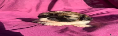 Shih Tzu 2