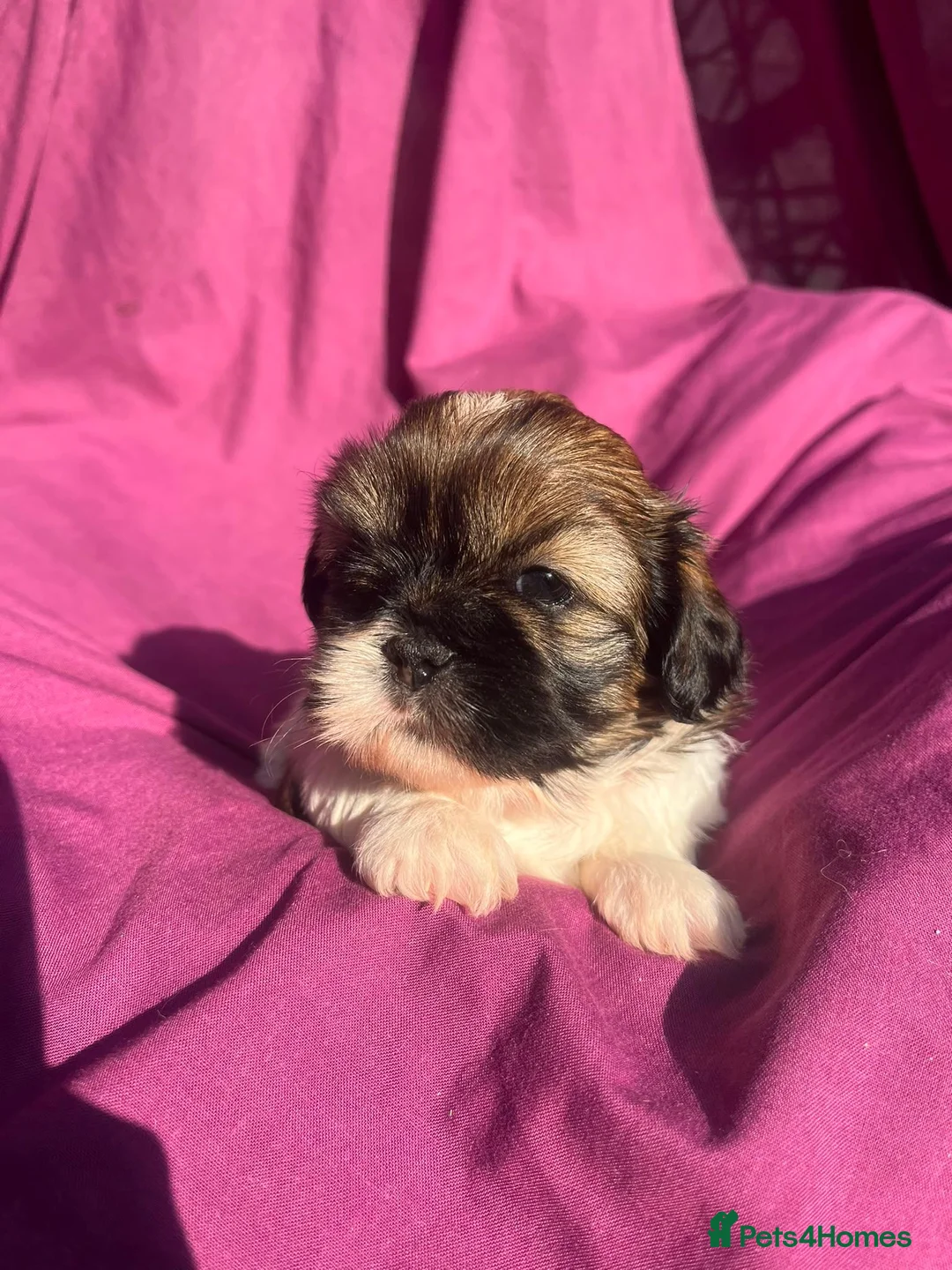 Shih Tzu dogs for sale: Bonnie and Bodie - Advert 2