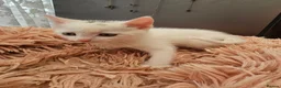 Mixed Breed cats for sale: ONLY ONE BOY WHITE KITTEN FOR SALE - Advert 11