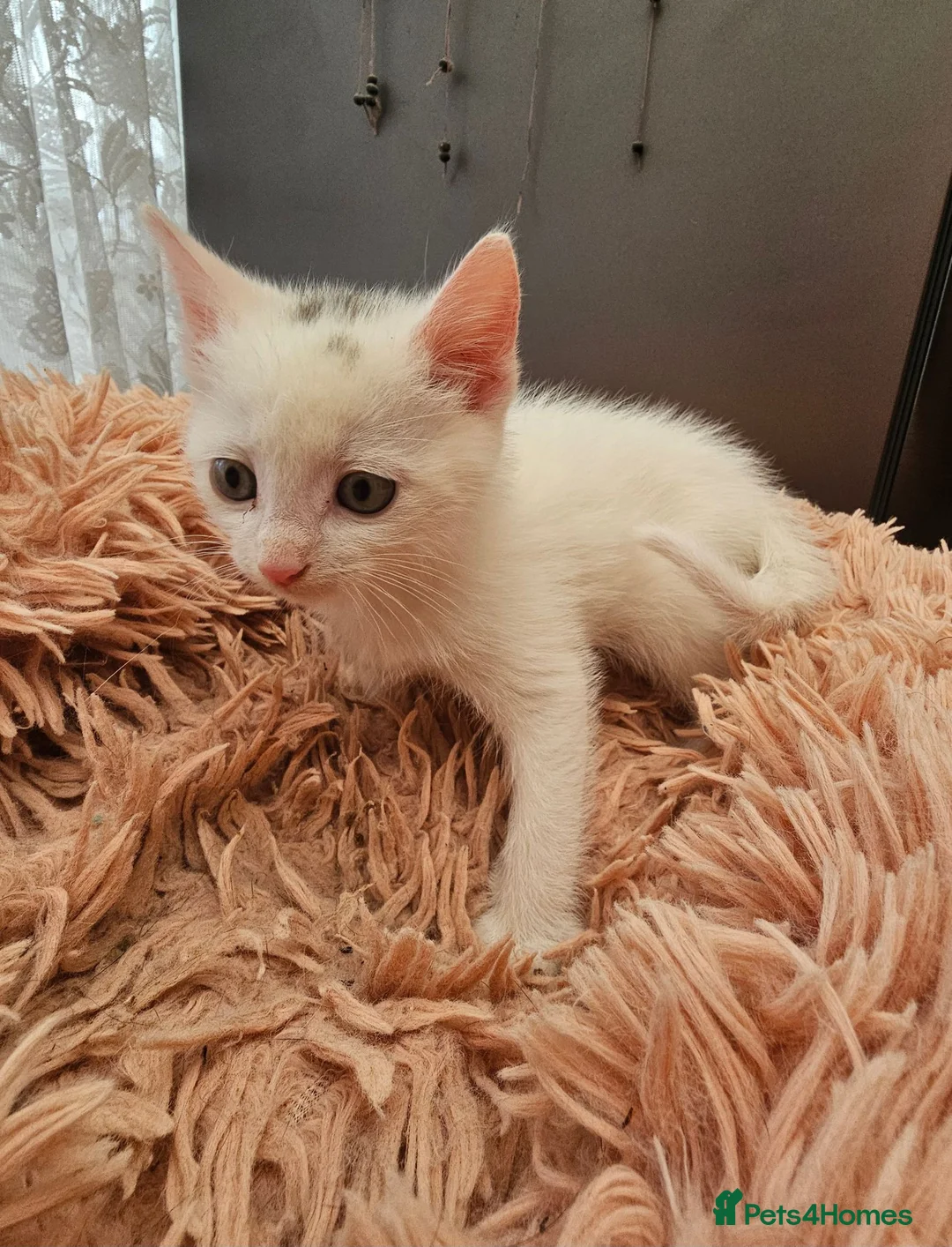 Mixed Breed cats for sale: ONLY ONE BOY WHITE KITTEN FOR SALE - Advert 11