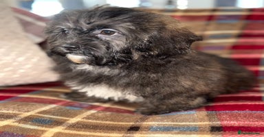 Shihpoo dogs - Advert 9