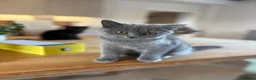 British Shorthair cats for sale: British shorthair kittens  - Advert 6