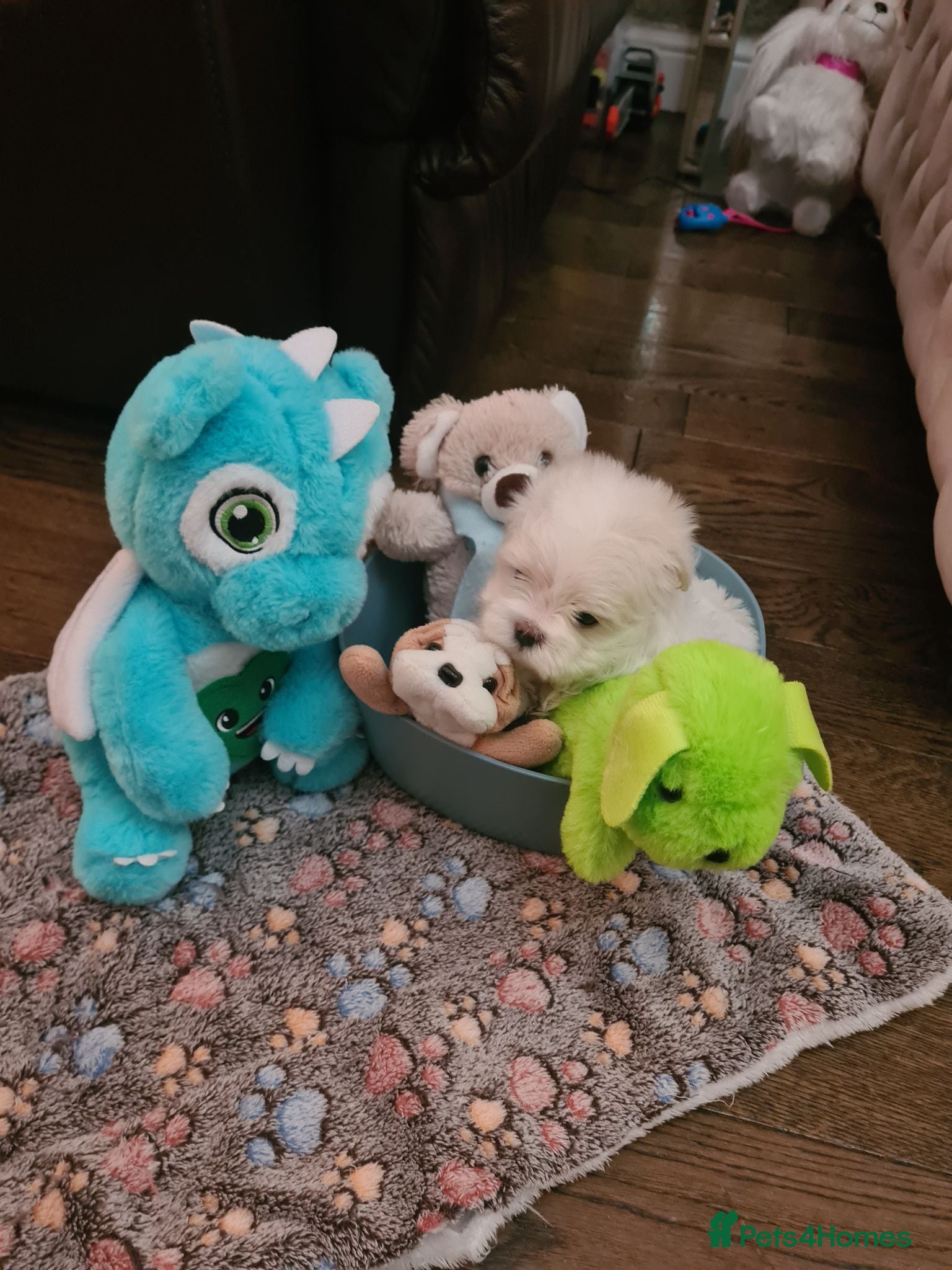 Maltese dogs EXQUISITE 5STAR TOY MINIATURE KOREAN MALTESE PUPPY - Advert 14