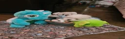 Maltese dogs for sale: EXQUISITE 5STAR TOY MINIATURE KOREAN MALTESE PUPPY - Advert 1