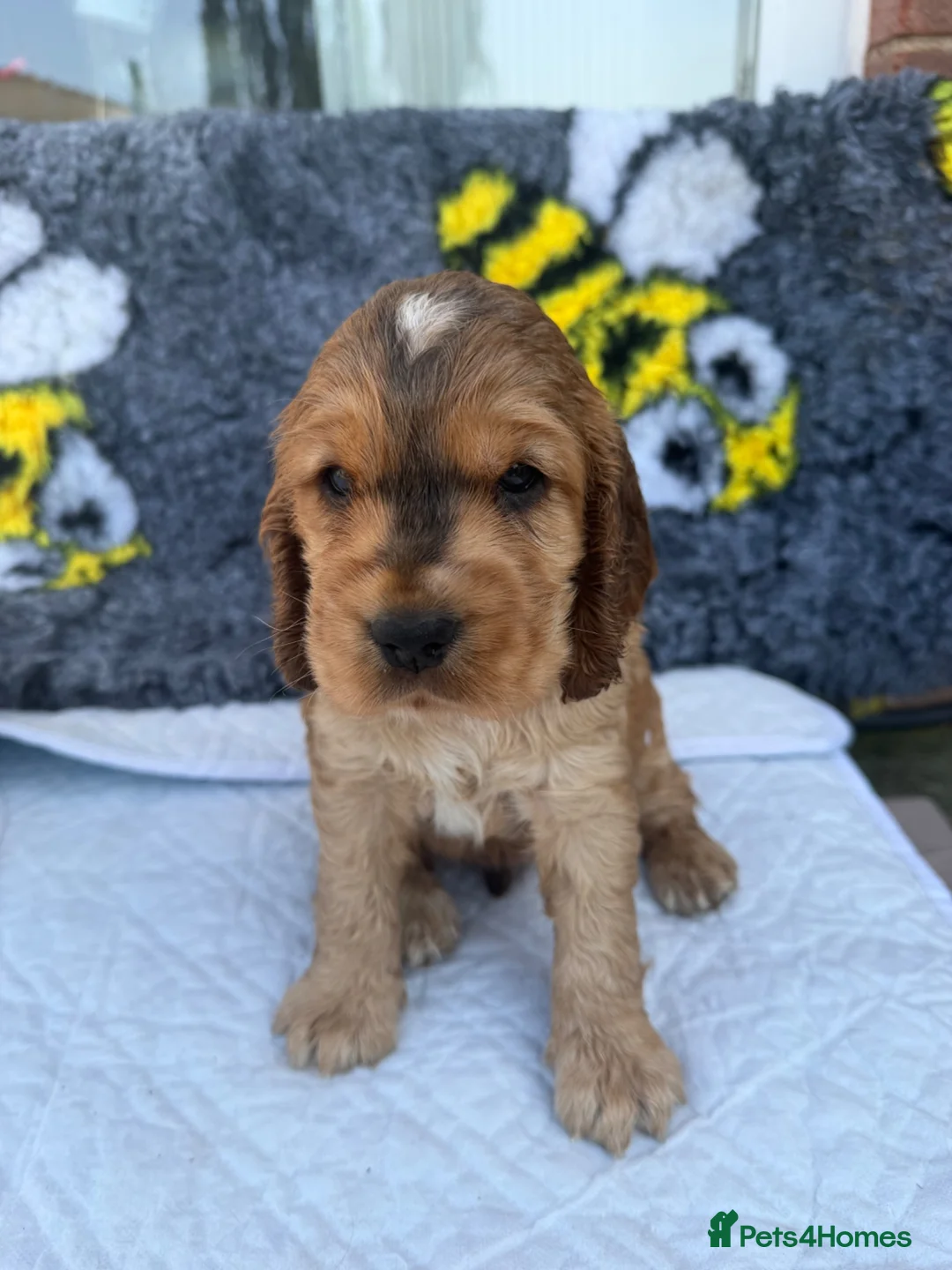Cocker Spaniel dogs for sale: Stunning English show type cocker puppies  - Advert 2