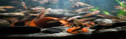 Other/Mixed Breed fish for sale: Red Chinese Snakehead - Advert 13