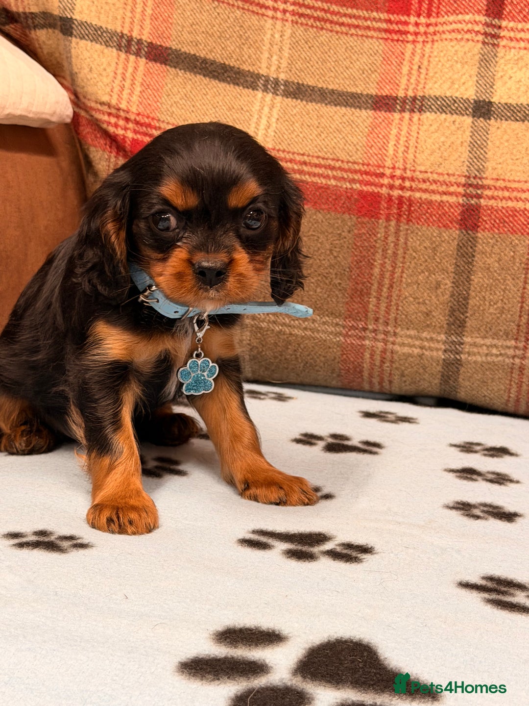 Cavalier King Charles Spaniel dogs for sale: 🐶 Beautiful Cavalier King Charles  Puppies 🐶 - Advert 16