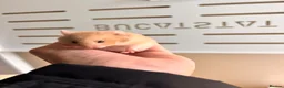 Hamster rodents for sale: Syrian hamster babies in Andover - Advert 6