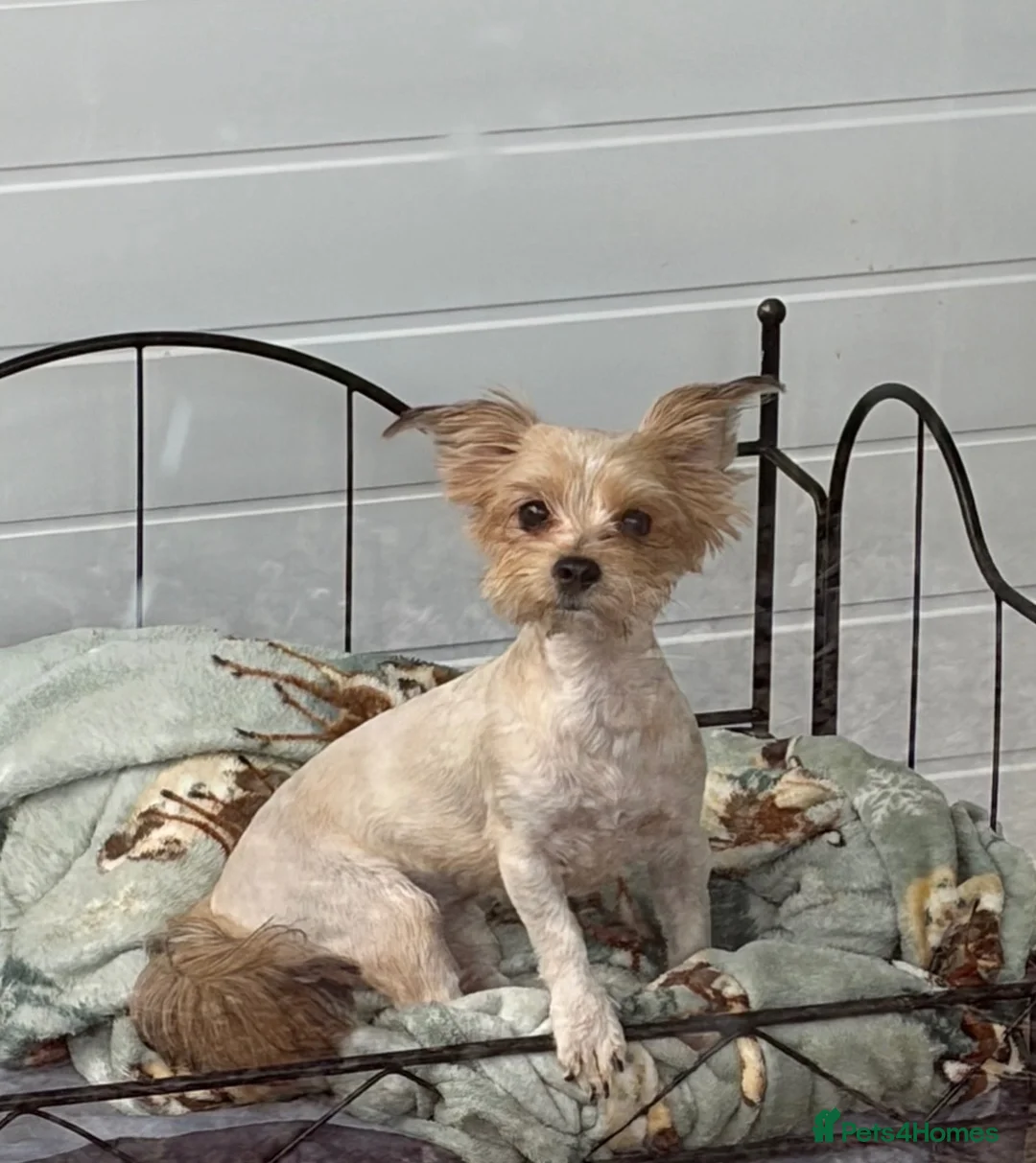 Yorkshire Terrier dogs for sale: Beautiful Yorkshire Terrier Female  - Advert 1