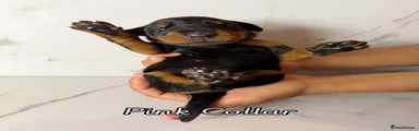 Dobermann 4