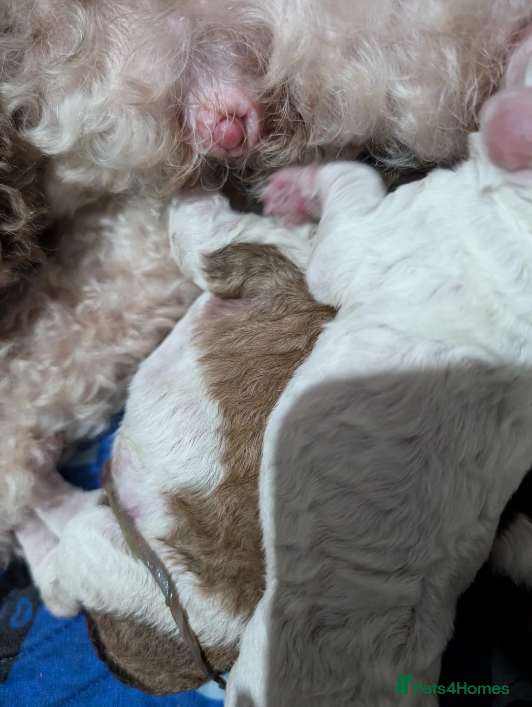 Standard Poodle dogs for sale: Beautiful Rare Colors BOYS 💖 - Advert 24