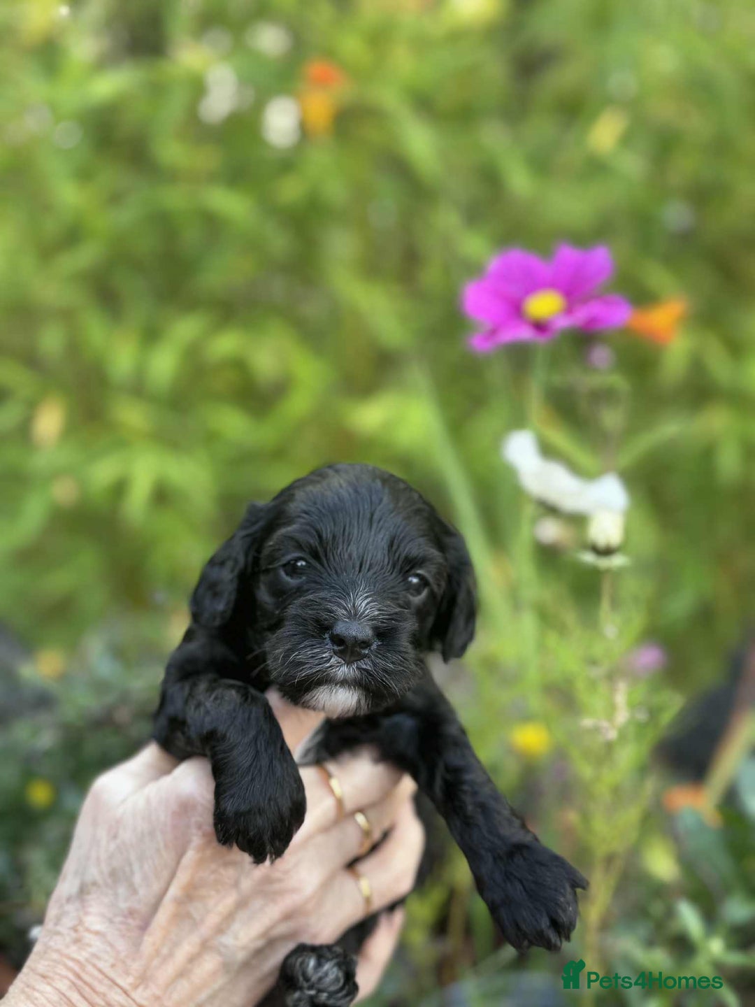 Cavapoo dogs for sale: Quality True mini Cavapoo Puppies in Eastleigh - Image 17
