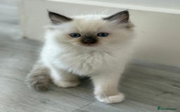 Ragdoll cats for sale: Fully Traceable Traditional Ragdoll Kittens - Advert 5