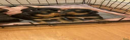 Mixed Breed dogs for sale: Beautiful Patterjack x Yorkshire terrier pups  - Advert 6
