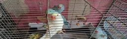 Parrots birds for sale: Indian ringnecks for sale READY TO GO - Advert 5