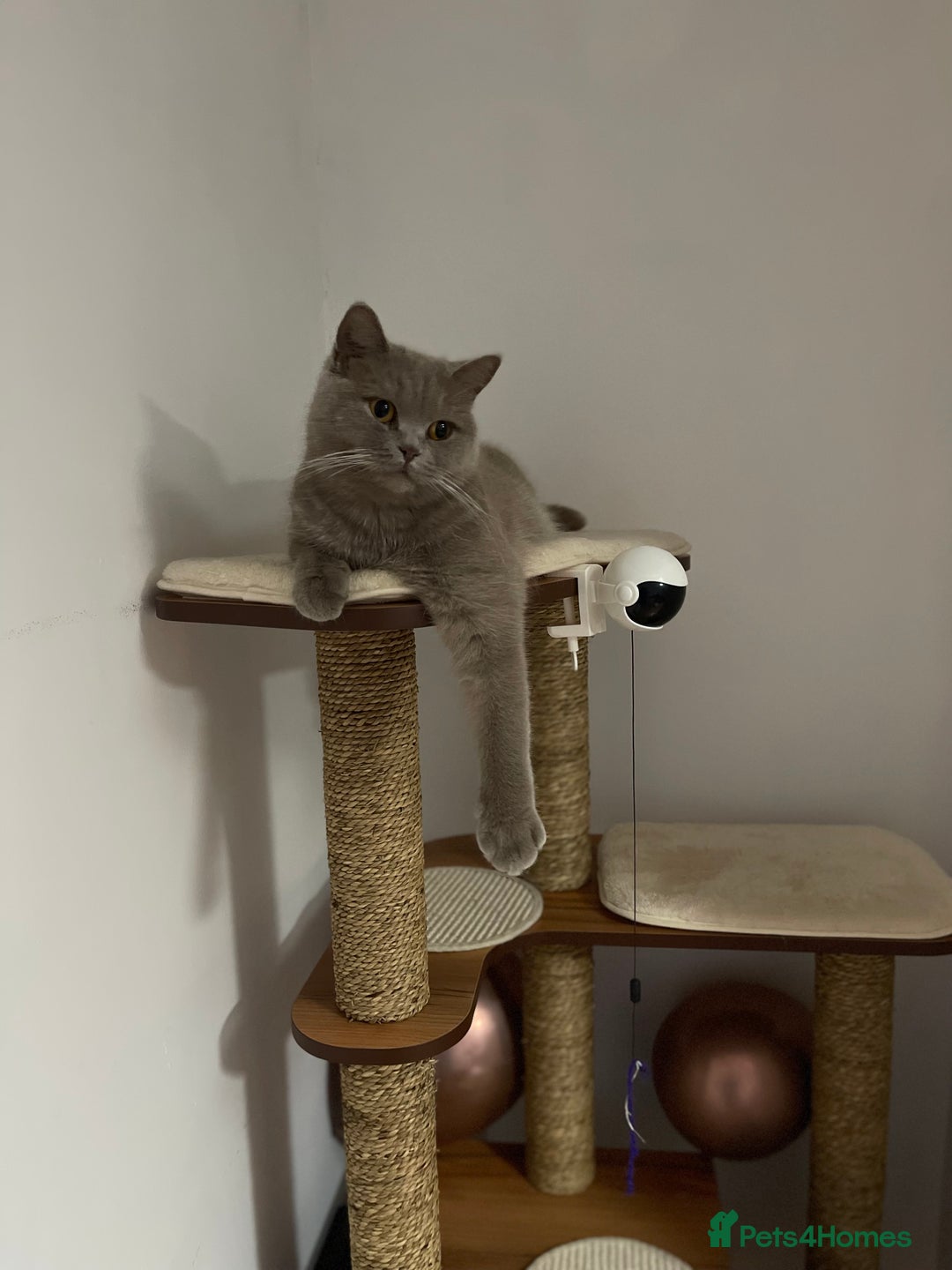 British Shorthair cats for sale: 4 adorable kitties for sale TICA registered - Advert 11