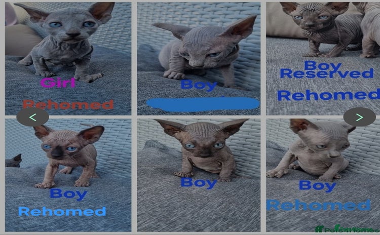 Sphynx cats - Advert 8