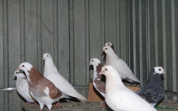 Mixed Breed poultry for sale: Lots of mixed pigeons for sale - Image 6