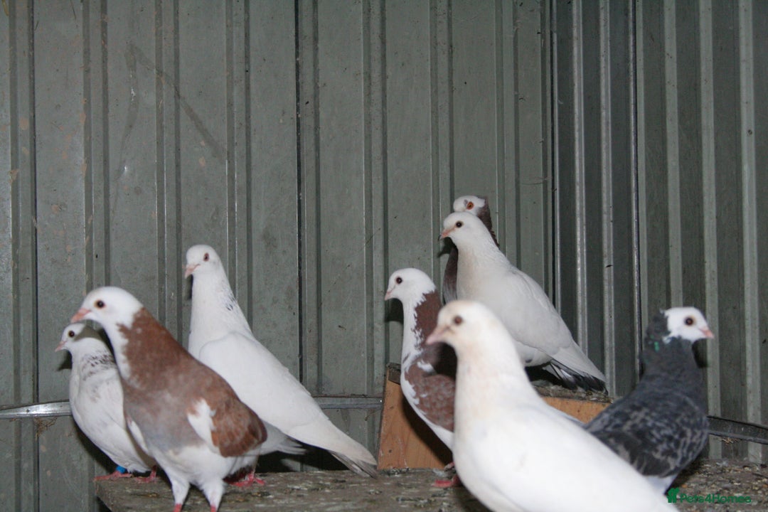 Mixed Breed poultry for sale: Lots of mixed pigeons for sale - Image 6