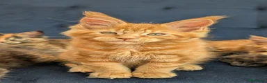 Maine Coon Kitten 2