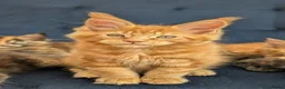 Maine Coon cats for sale: Tica Registered Maine coon kittens - Advert 3