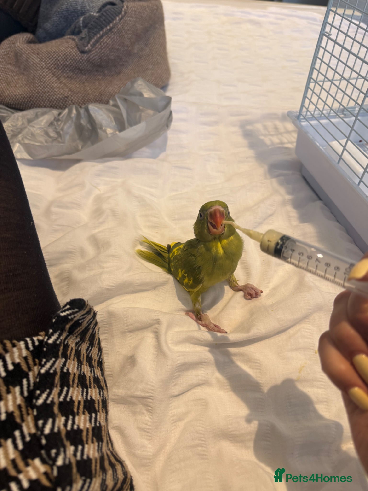 Ringnecks birds Bluey-4weeks🐣-IndianRingNeck-Handtamed - Advert 13