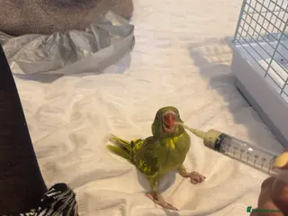 Ringnecks birds Bluey-4weeks🐣-IndianRingNeck-Handtamed - Advert 13