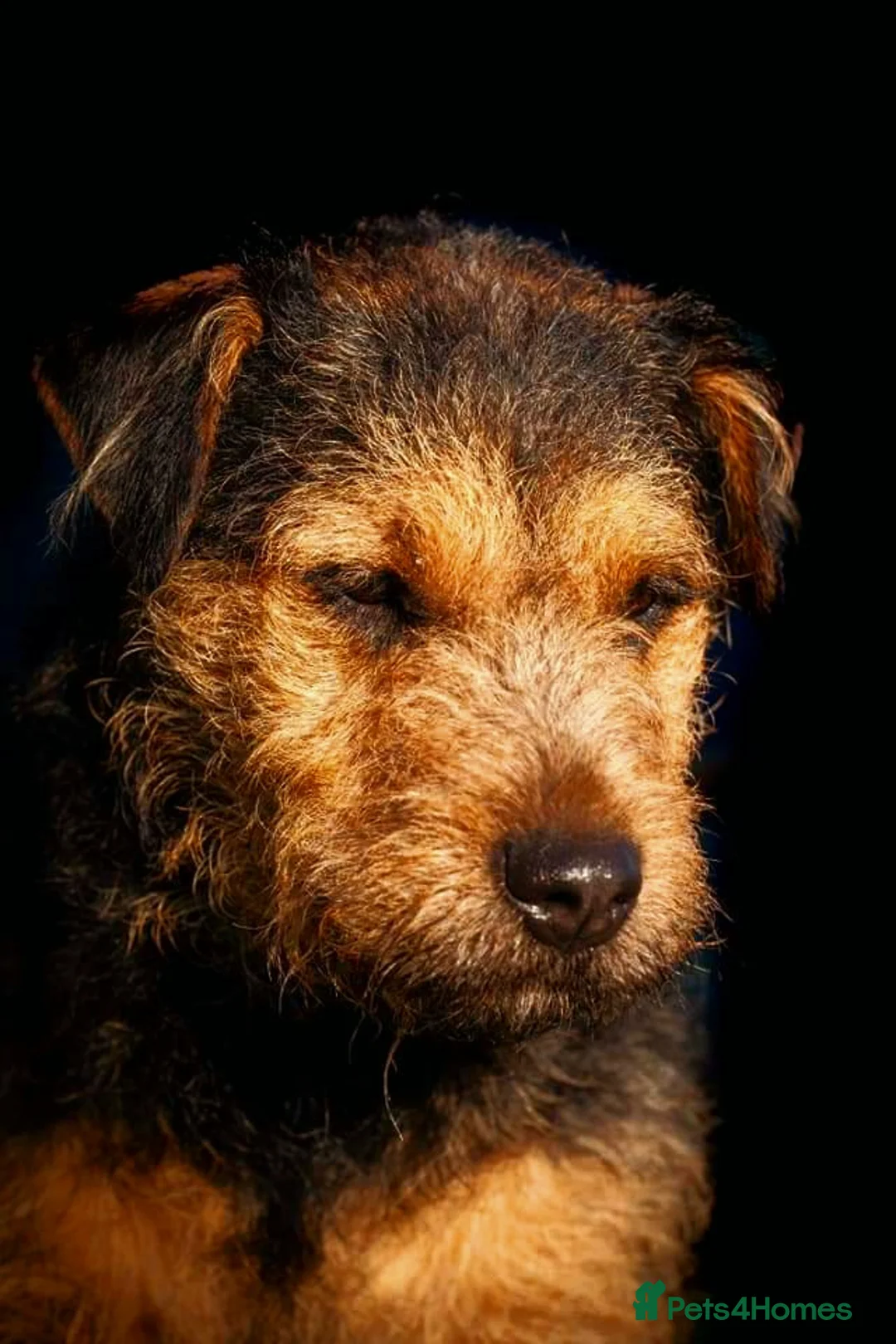 Lakeland Terrier dogs for stud: AT STUD Stunning proven Lakeland- fell terrier in Newark - Advert 5